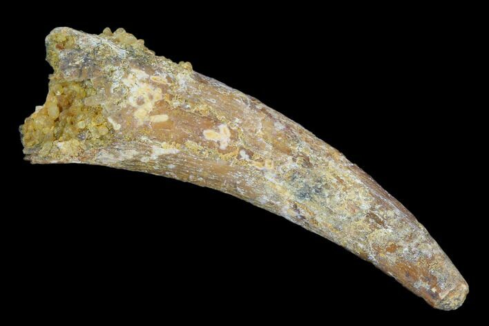 Large, Pterosaur (Siroccopteryx) Tooth - Morocco #127662